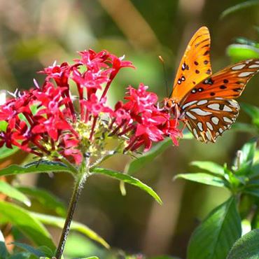 Orange and black butterfly rests on pink flower