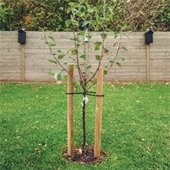 Free Street Tree Program 2024