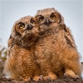 Two Owls sitting side by side on a tree branch