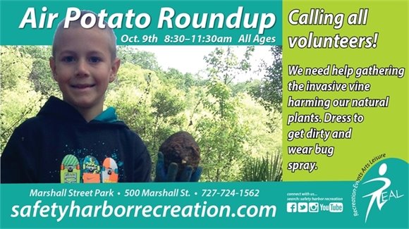Air Potato Roundup, Oct. 9th, 8:30-11:30am. All Ages. Calling All Volunteers! We need help gathering the invasive vine harming our natural plants. Dress to get dirty and wear bug spray. Marshall Street Park, 500 Marshall St. 727-724-1562. SafetyHarborRecreation.com